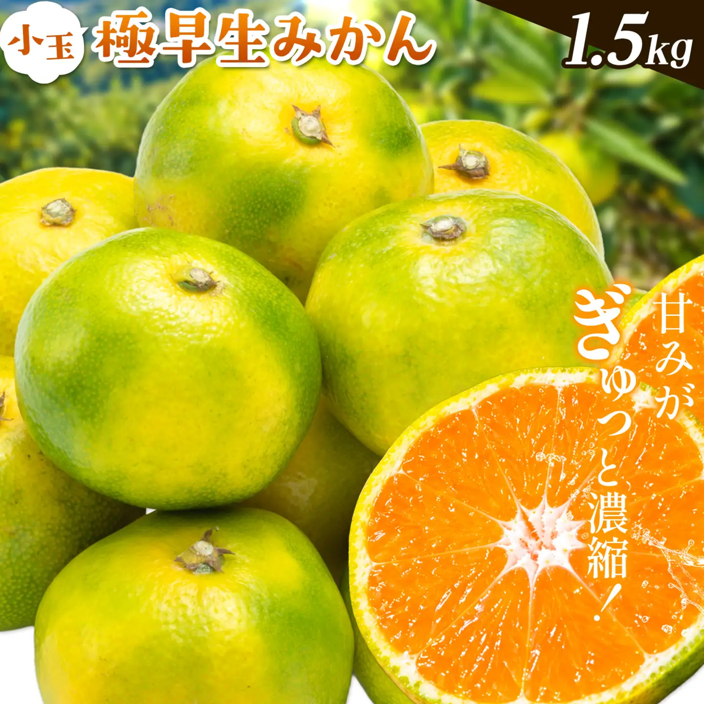 小玉 極早生みかん 1.5kg