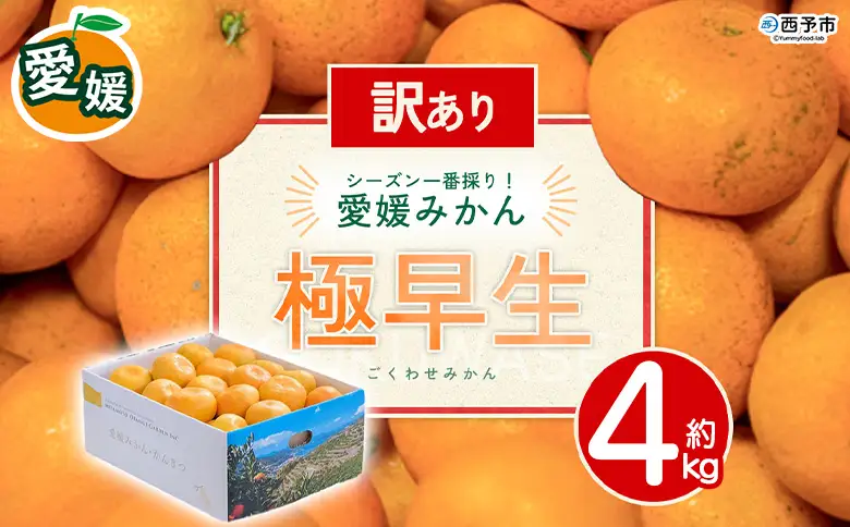 ＜訳あり 愛媛県産 極早生みかん 合計約4kg＞ 『2026年10月以降順次出荷予定』 みかん フレッシュ ご家庭用 ご自宅 ごくわせ キロ 果肉 お試し 果物 柑橘 フルーツ オレンジ 国産 濃厚 産地直送 ミヤモトオレンジガーデン 愛媛県 西予市【常温】ONM0036