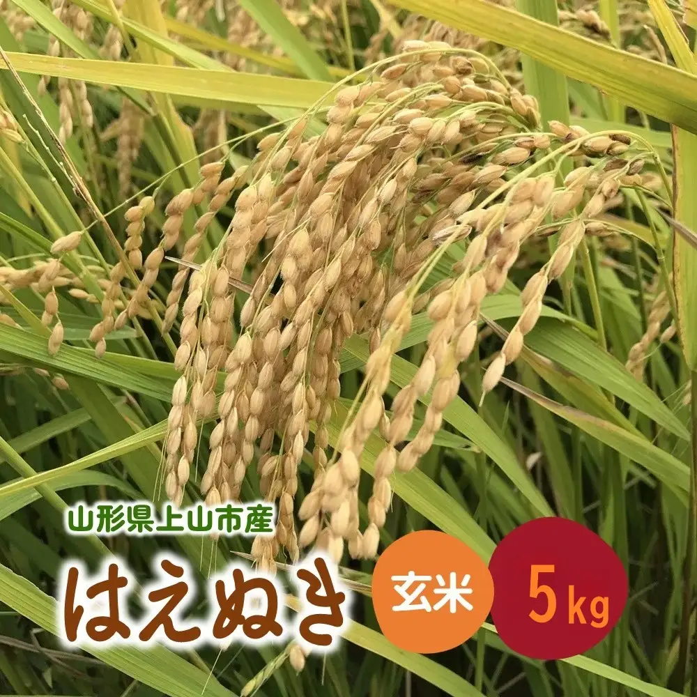 【2026年11月～発送】令和8年産 山形県産 米 はえぬき (玄米) 5kg 0079-2643