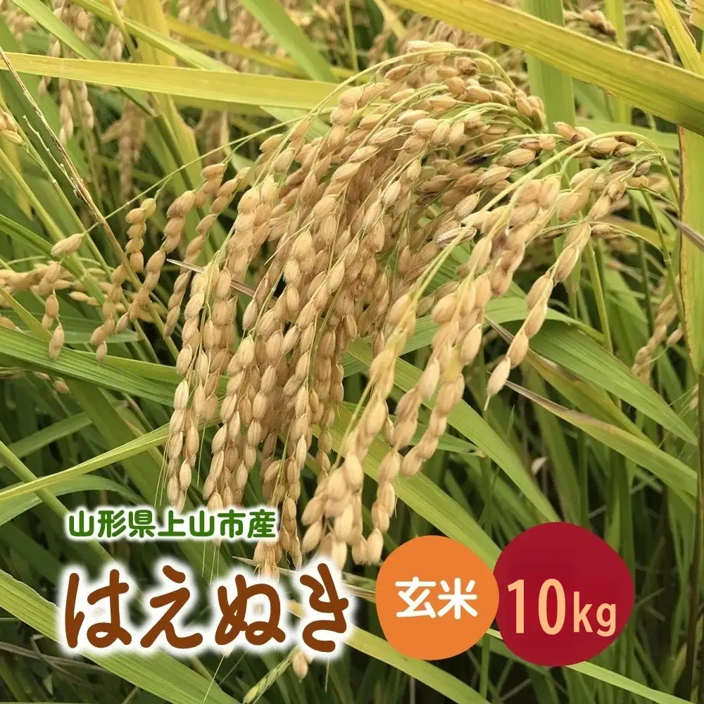 【2026年11月～発送】令和8年産 山形県産 米 はえぬき (玄米) 10kg 0079-2644