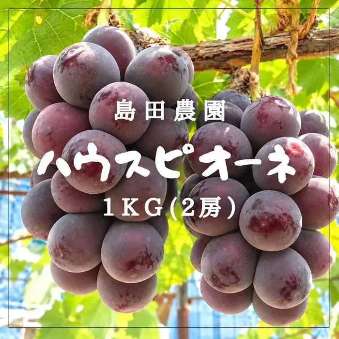 島田農園　ピオーネ1kg（2房入り）【令和9年8月中旬頃発送！予約受付中】【A-160】