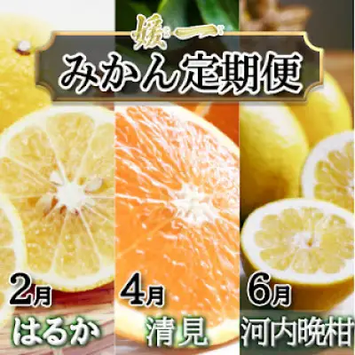 【発送月固定定期便】愛媛が誇る旬の柑橘めぐり（はるか・清見・河内晩柑）【28-53】全3回　YWTN040