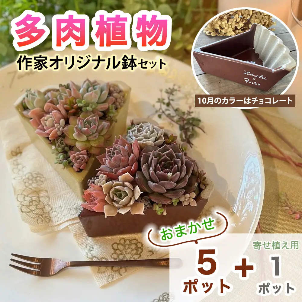 [作家オリジナル鉢セット (チョコレート)] 多肉植物 苗 おまかせ 5ポット+寄せ植え用1ポット付き [1386]