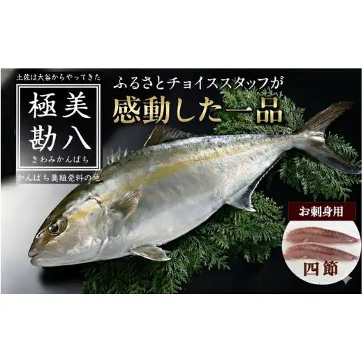 カンパチ 勘八 4節 セット | 極美勘八 人気 高級 魚 産地直送 新鮮 かんぱち しゃぶしゃぶ 鍋 照り焼き 刺し身 刺身 さしみ 生 冷蔵 高知県 須崎市