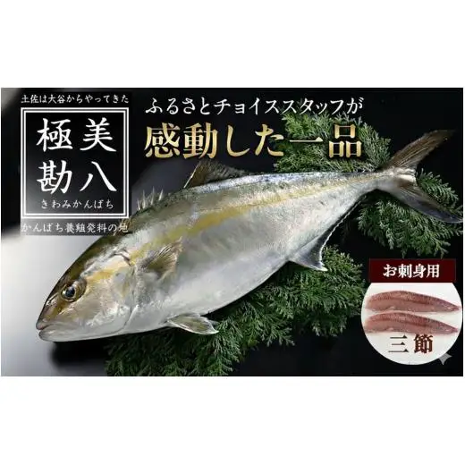 カンパチ 勘八 3節 セット | 極美勘八 人気 高級 魚 産地直送 新鮮 かんぱち しゃぶしゃぶ 鍋 照り焼き 刺し身 刺身 さしみ 生 冷蔵 高知県 須崎市