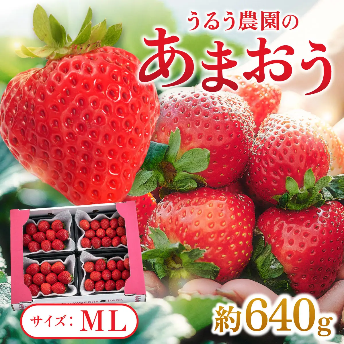 【2026年12月～2月発送】うるう農園のあまおう(MLサイズ)約160g×4パック(約640g)