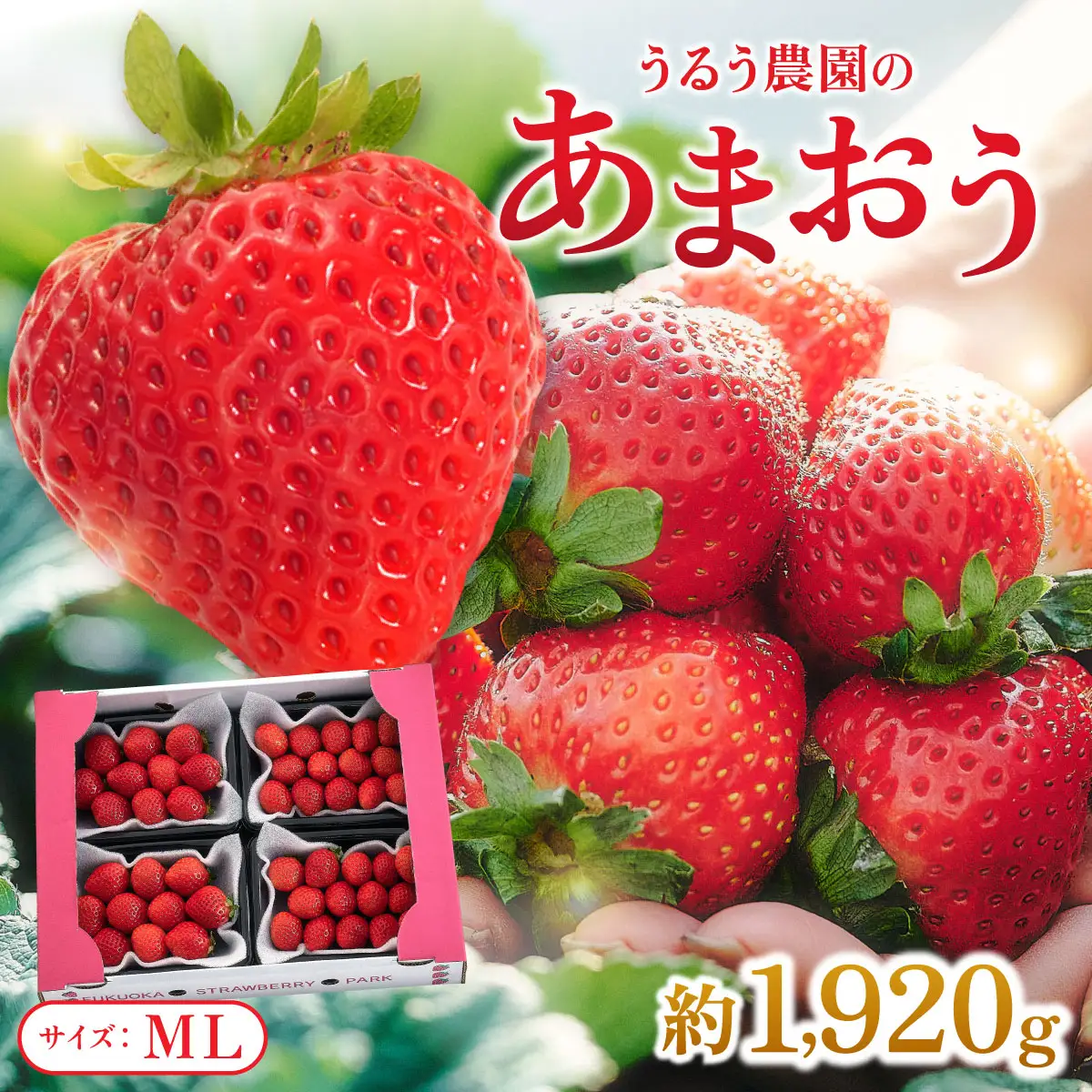 【2026年12月～2月発送】うるう農園のあまおう(MLサイズ)約160g×12P(1920g)