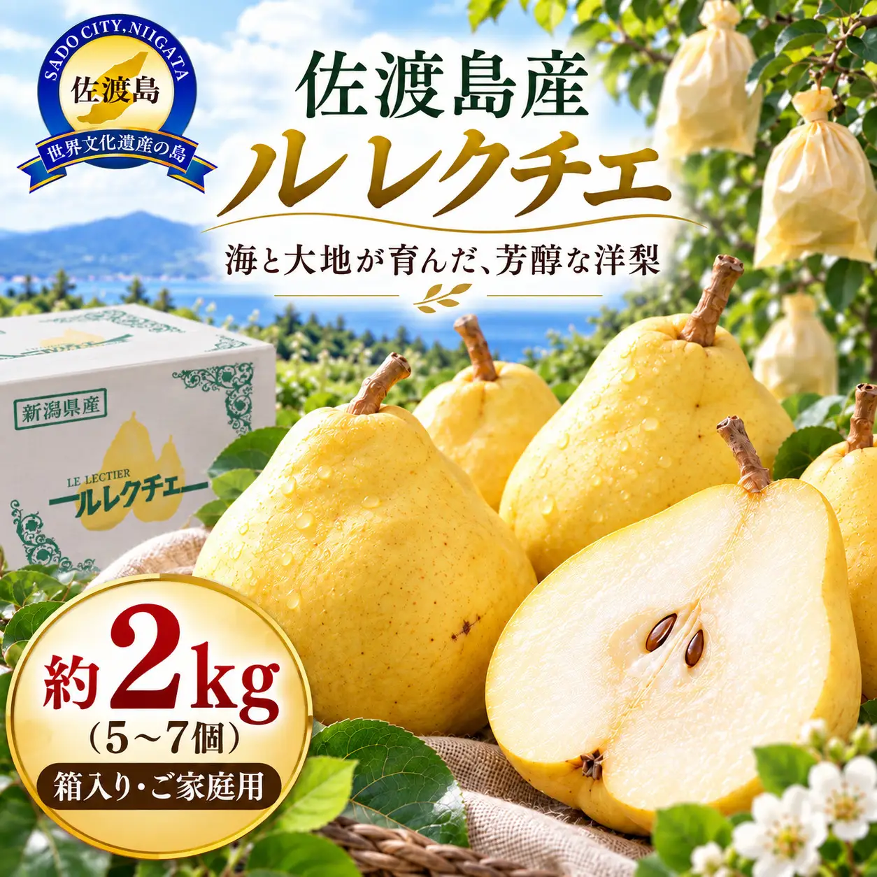 【2026年12月上旬より順次発送】佐渡島産 ル レクチエ 約2kg（5～7個）箱入り・ご家庭用