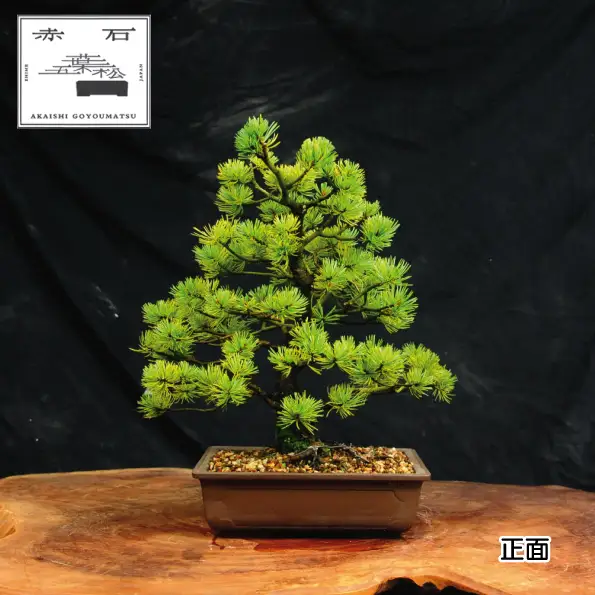赤石の泉 赤石五葉松（鉢植え） I-33