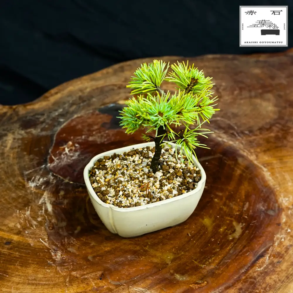 赤石の泉 赤石五葉松（鉢植え） F-158