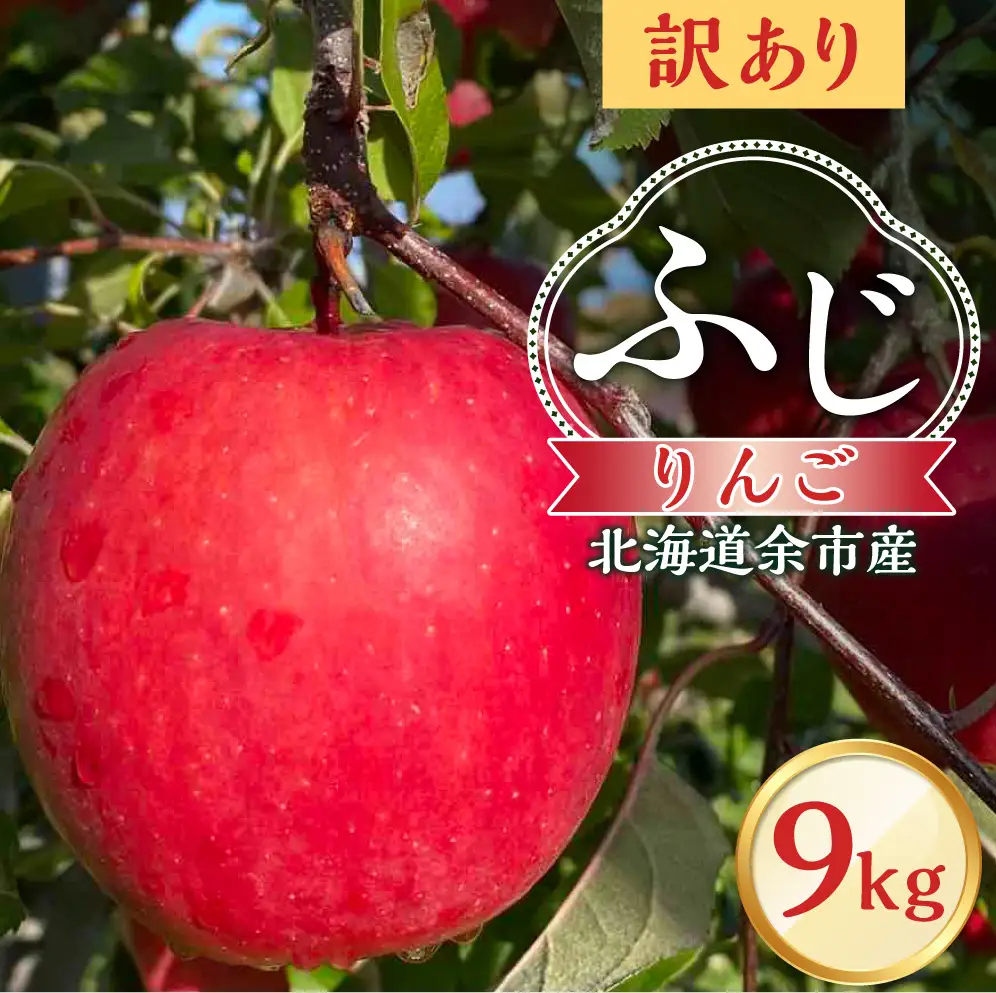 【先行予約：2026年12月上旬より発送】訳アリ りんご（ふじ）9kg【北海道余市町産】_Y103-0071