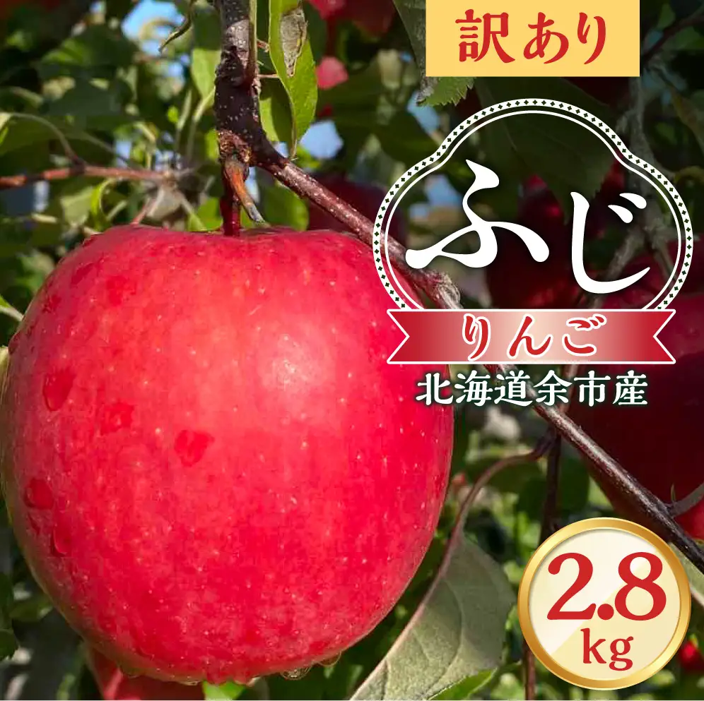 【先行予約：2026年12月上旬より発送】訳アリ りんご（ふじ）2.8kg【北海道余市町産】_Y103-0073