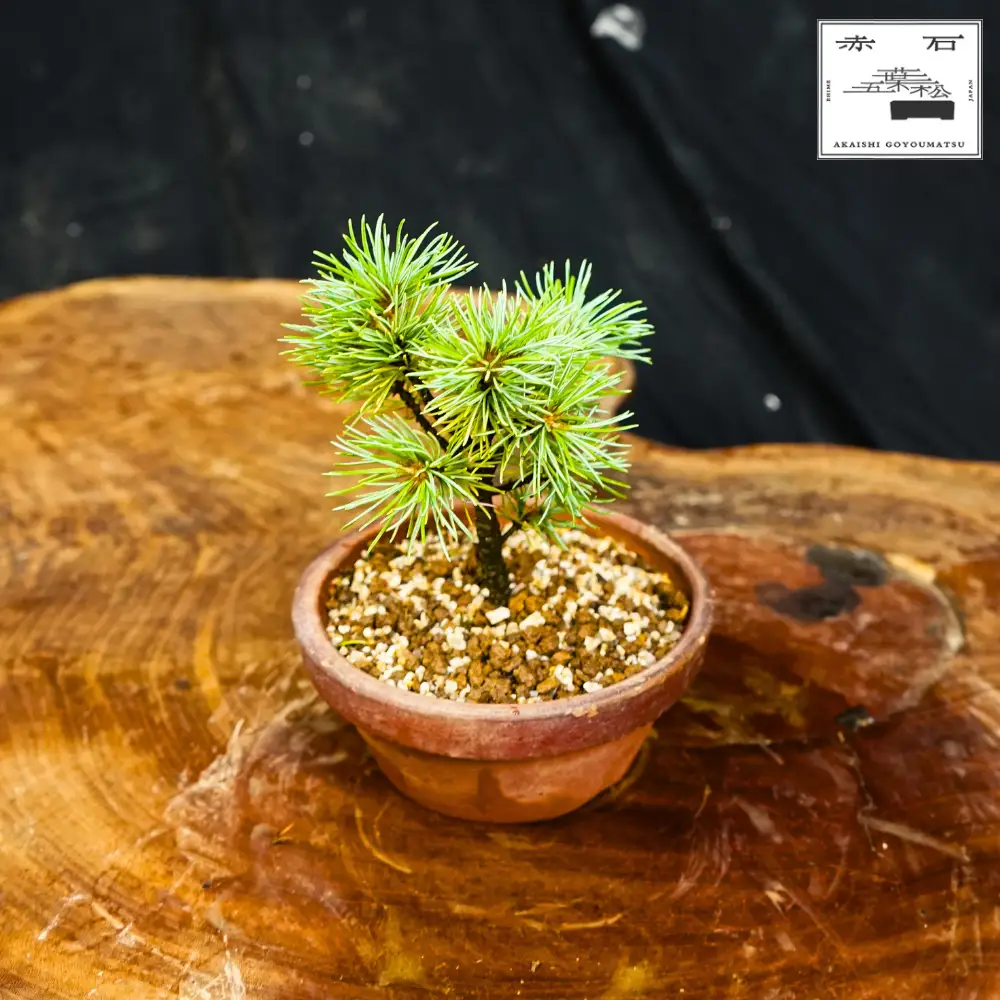 赤石の泉 赤石五葉松（鉢植え） F-161