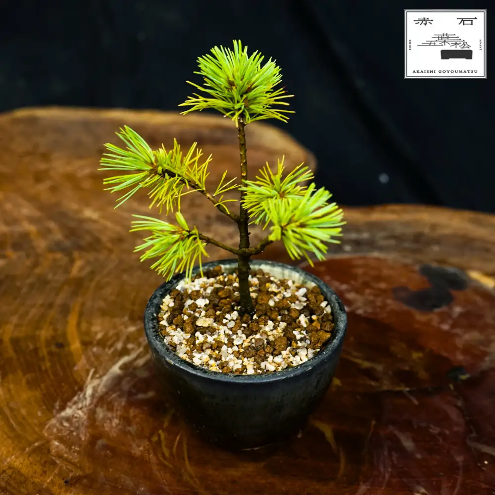 赤石の泉 赤石五葉松（鉢植え） F-164