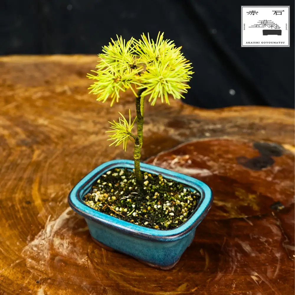 赤石の泉 赤石五葉松（鉢植え） F-167
