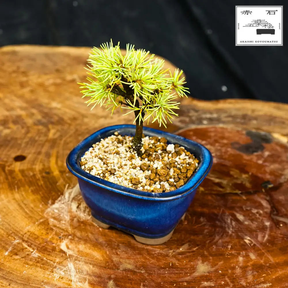 赤石の泉 赤石五葉松（鉢植え） F-173