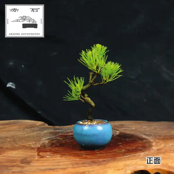 赤石の泉 黒松（鉢植え） S-31