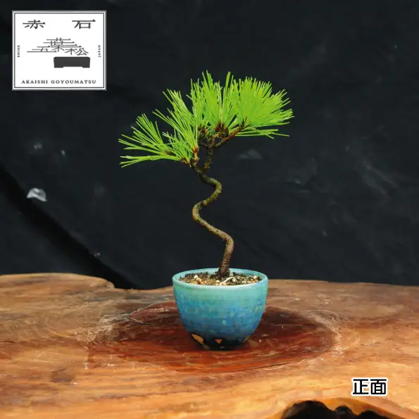 赤石の泉 黒松（鉢植え） S-34