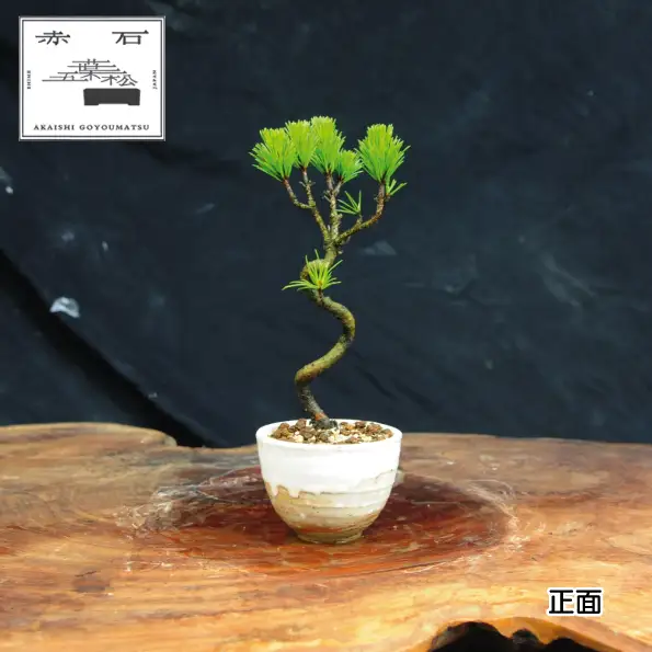 赤石の泉 黒松（鉢植え） S-37