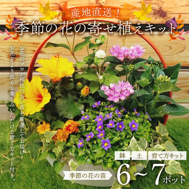 産地直送！季節の花の寄せ植えキット（6～7ポット） 花 花苗 苗 セット 寄せ植え 花壇 ガーデニング F6L-1528