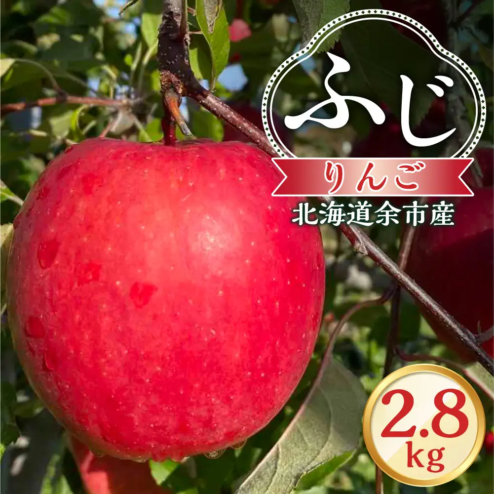 【先行予約：2026年12月上旬より発送】りんご（ふじ）2.8kg【北海道余市町産】_Y103-0076