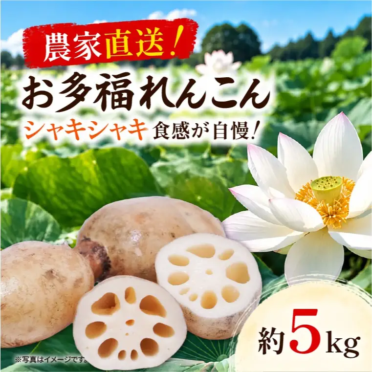先行予約 れんこん 5kg お多福れんこん 蓮根 レンコン 農家直送 産地直送 新鮮 野菜 根菜 有機肥料 【2026年9月より順次発送】（111-02）