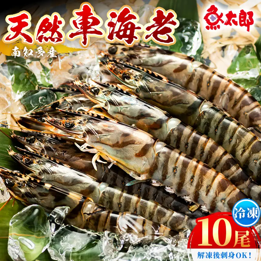 【美浜町・南知多町共通返礼品】南知多産 天然車海老 10尾 解凍後刺身OK ※プロトン凍結　塩焼き+エビフライにおすすめ やっぱり天然物は甘み・旨味が格段に違う！