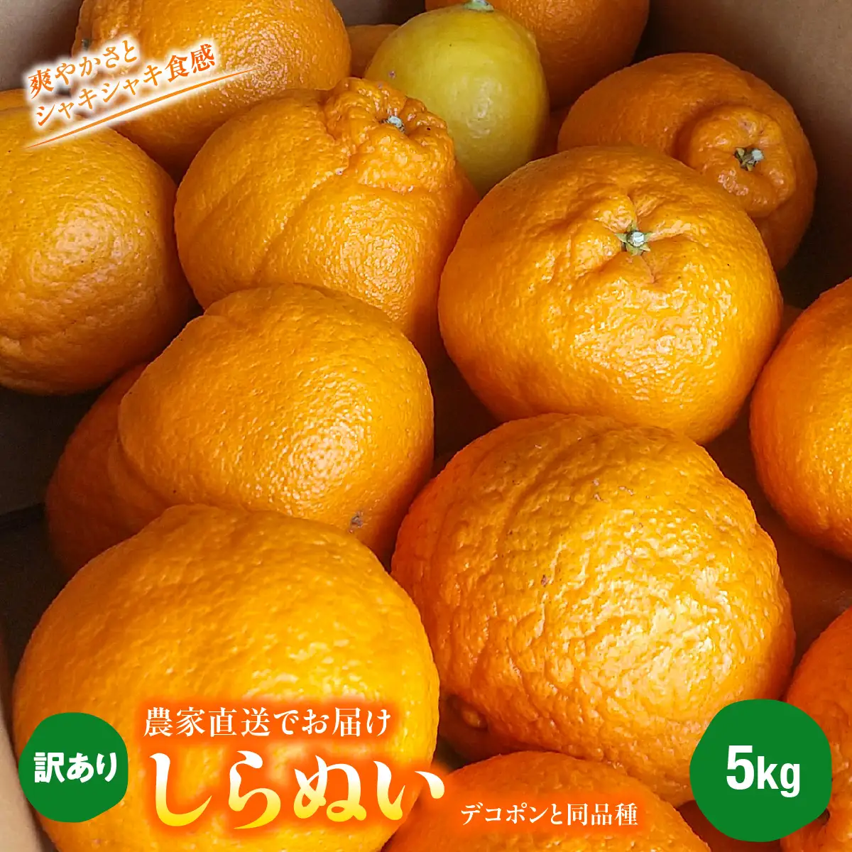 【先行受付】愛媛県八幡浜市産◆しらぬい◆（デコポンと同品種）農家直送でお届け≪訳あり≫５ｋｇ【103-2】　YWTBZ005