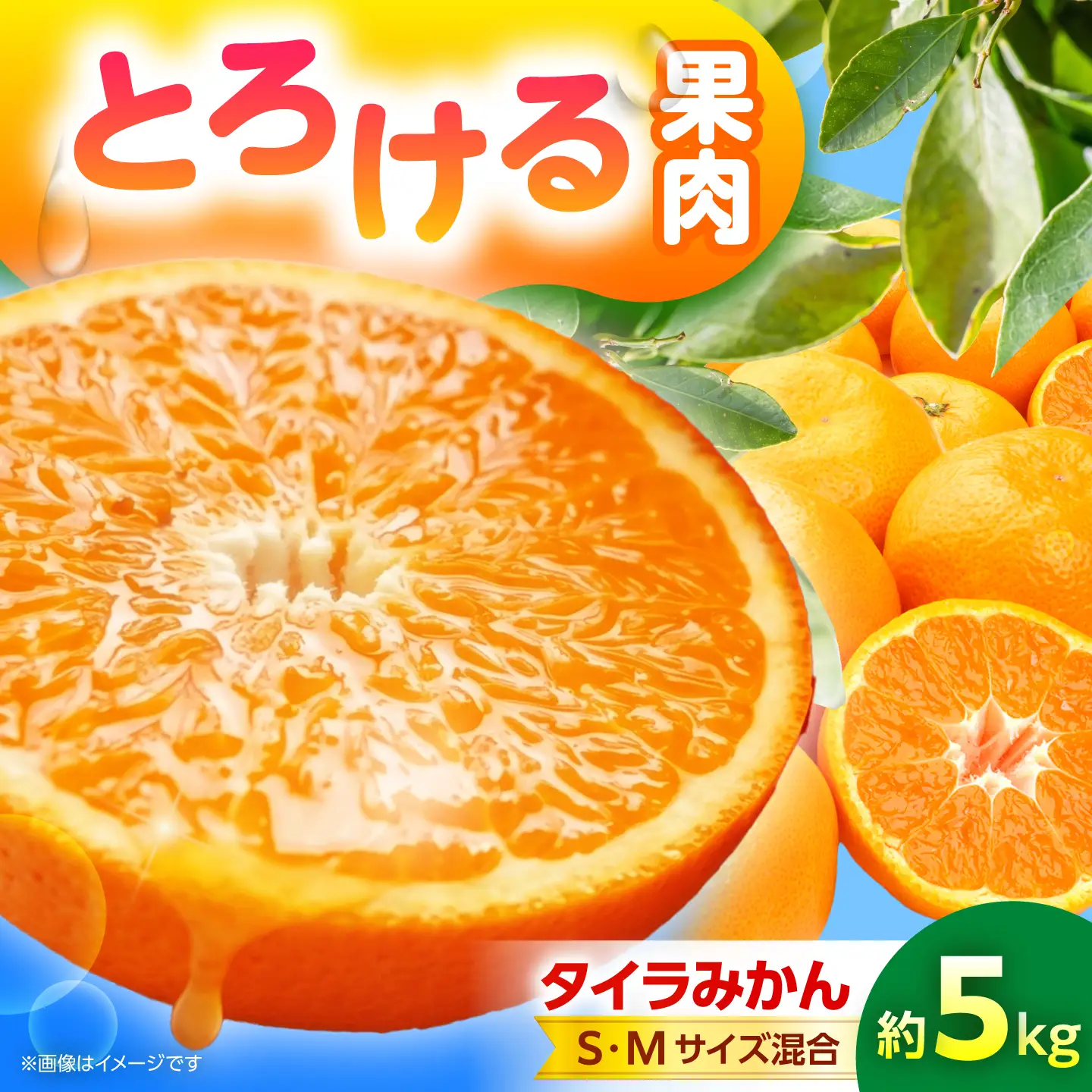みかん 約5kg [CGR003] みかん