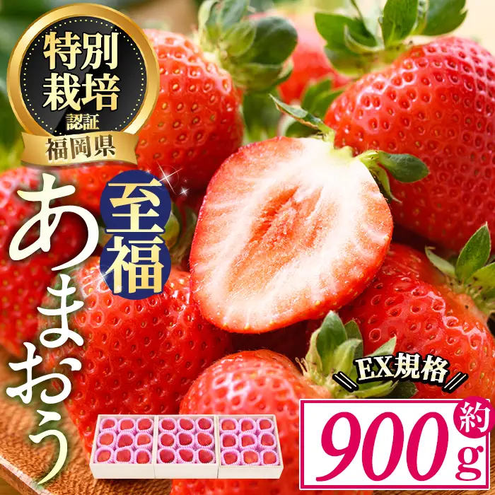 ＜予約受付中！2026年11月より順次発送予定＞あまおう 至福 EX等級赤 (約900g) 苺 いちご イチゴ 国産 福岡県 果物 フルーツ 冷蔵 特別栽培 贈答 ＜離島配送不可＞【ksg1976】【うるう農園】