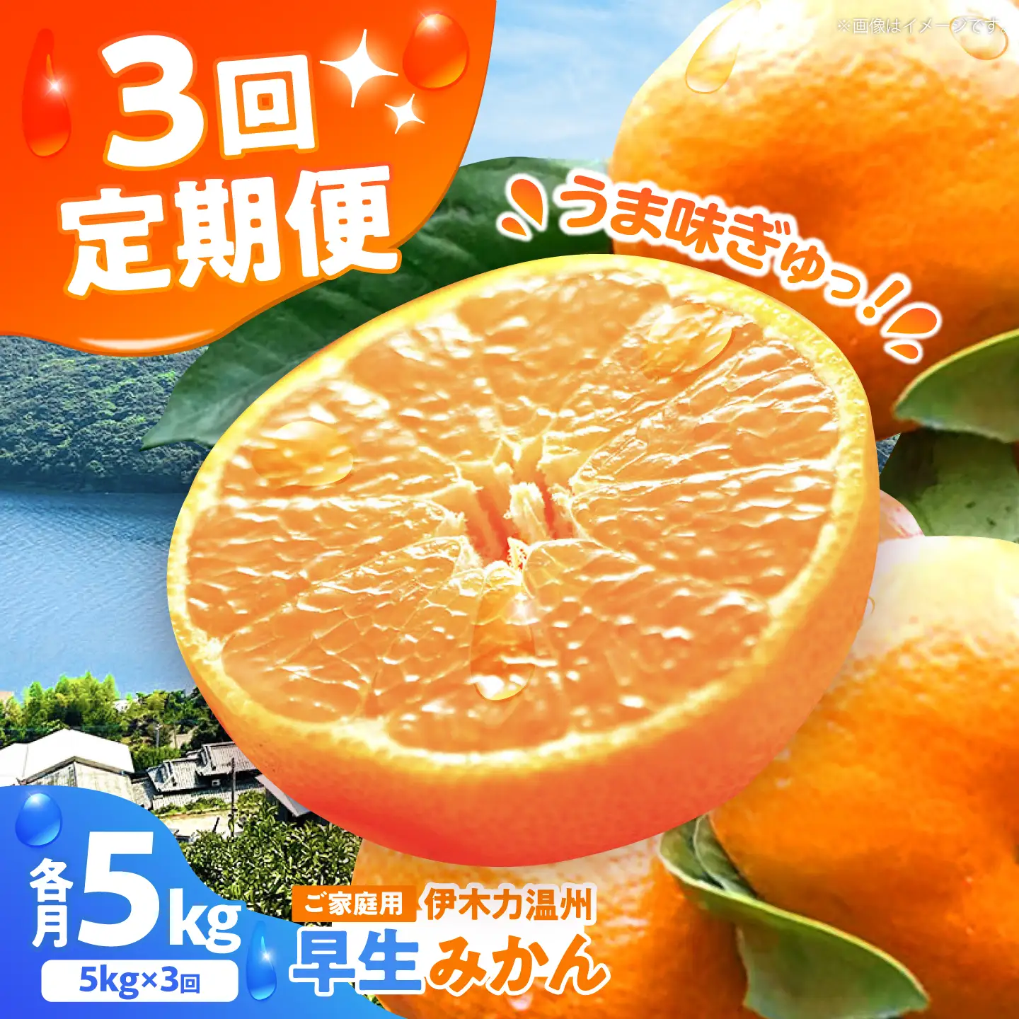 伊木力温州みかん5kg ご 箱入り 伊木力