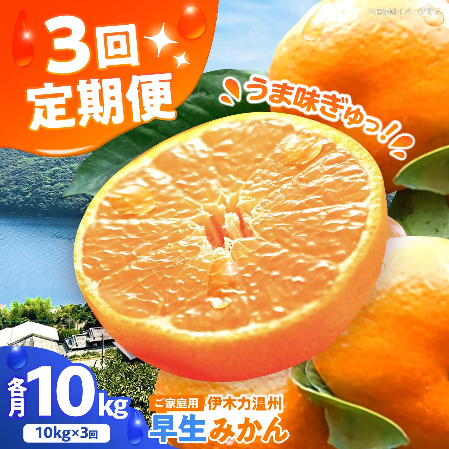 伊木力温州みかん10kg ご 箱入り 伊木力