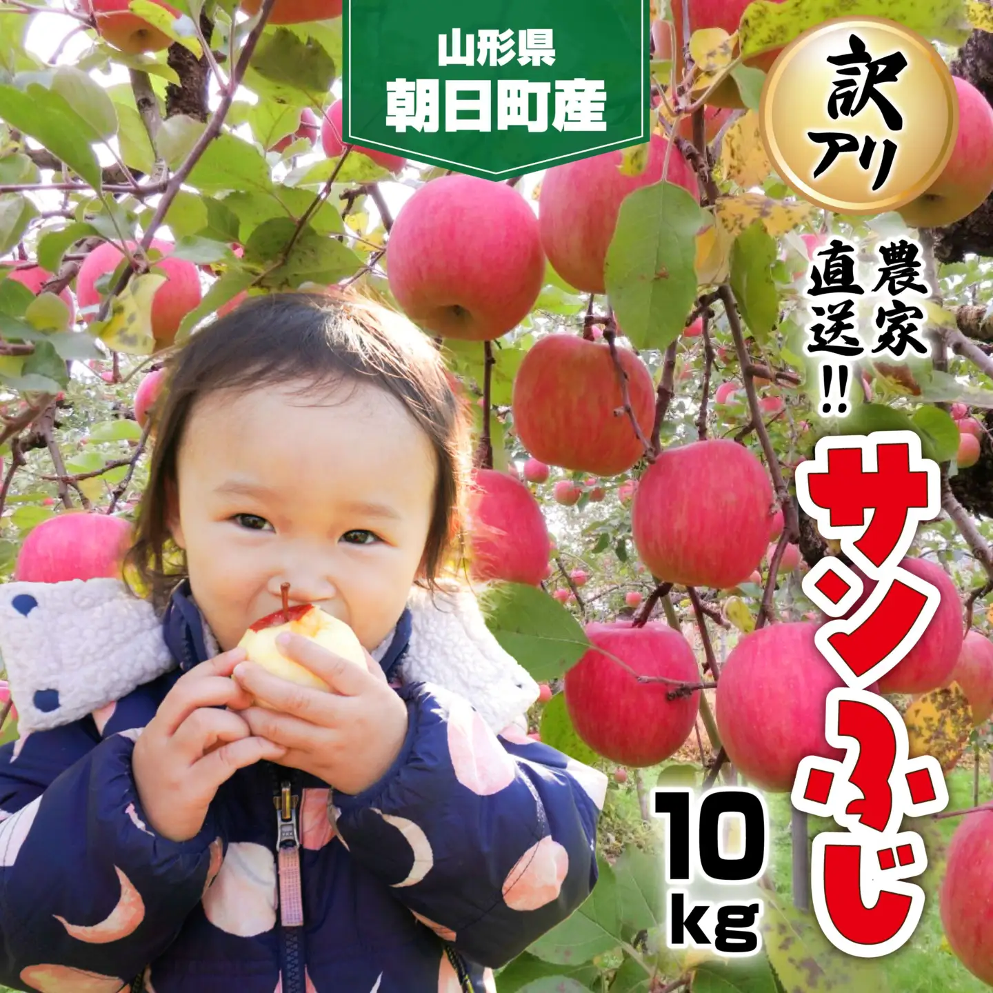 りんご 【 ご家庭用 訳あり 】 サンふじ 10kg 【2026年11月下旬～発送】 山形県 朝日町産 農家直送 山形県産 特産 果物 フルーツ リンゴ 林檎 秋 冬 先行予約 送料無料