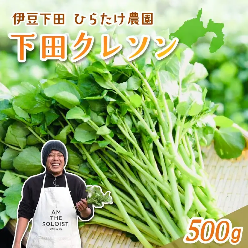 クレソン 下田クレソン 500g 野菜 国産 葉 ハーブ サラダ 葉物野菜 静岡県 伊豆 下田市