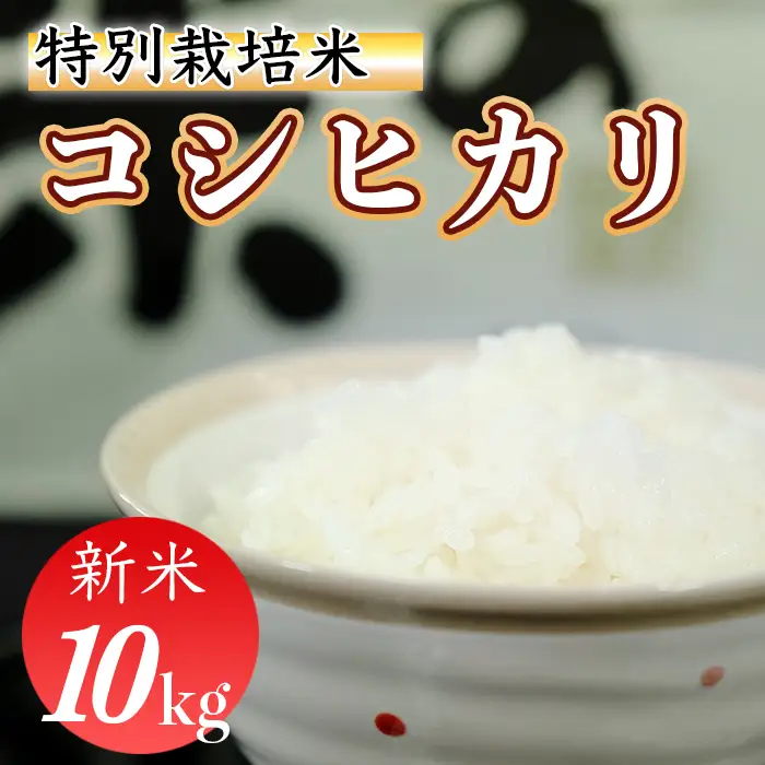 令和8年産（精白米）特別栽培米こしひかり 10kg