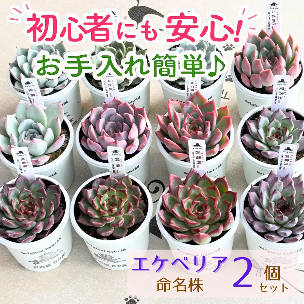 エケベリア 命名株 おまかせ 2個 セット 【多肉屋GPK】