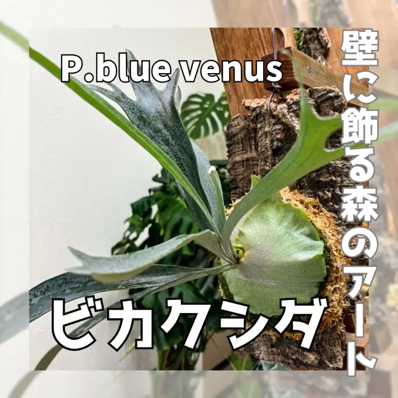 ビカクシダ（コウモリラン）コルク仕立てP.blue venus | 大阪府河内