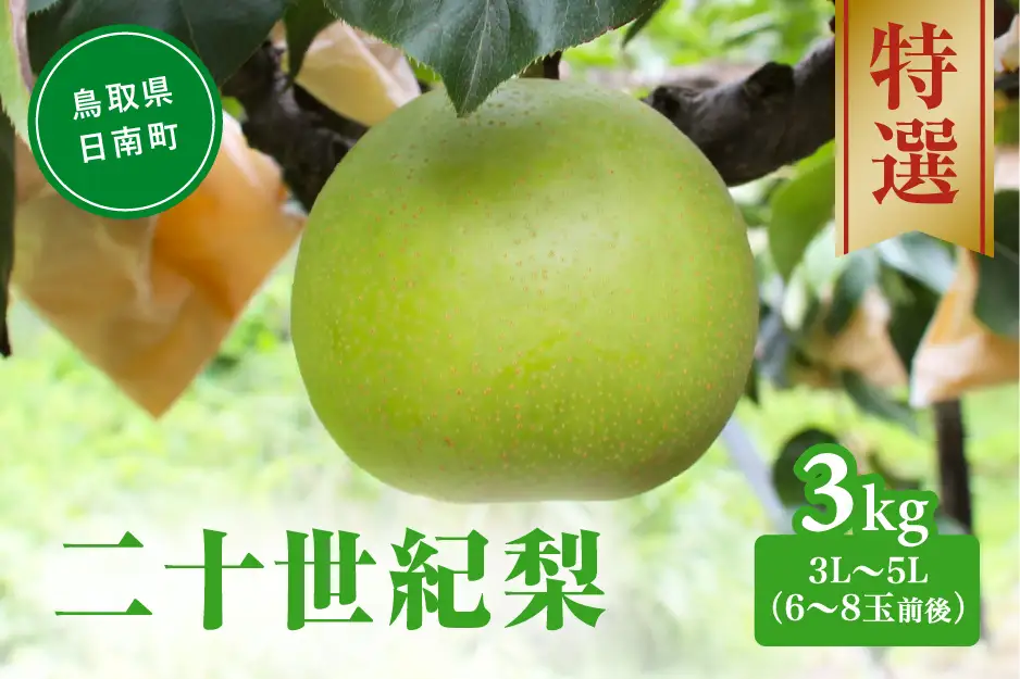 【令和9年産先行予約】二十世紀梨 特選3㎏ 3L～5L(6～8玉前後) 梨 なし フルーツ 鳥取 高間商店