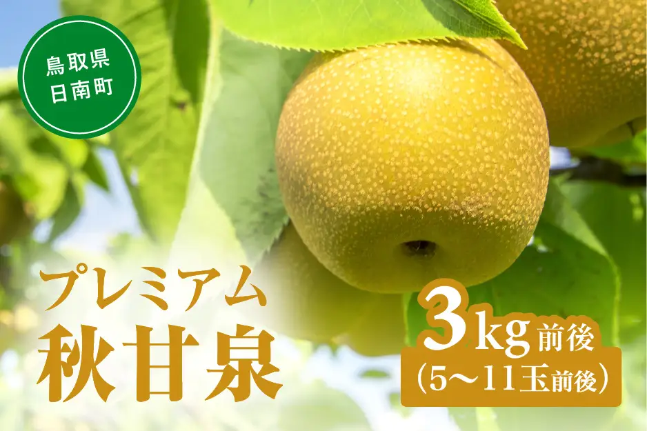 【令和9年産先行予約】プレミアム秋甘泉（あきかんせん） 3kg前後(5～11玉前後) 梨 なし 果物 日南町 高間商店