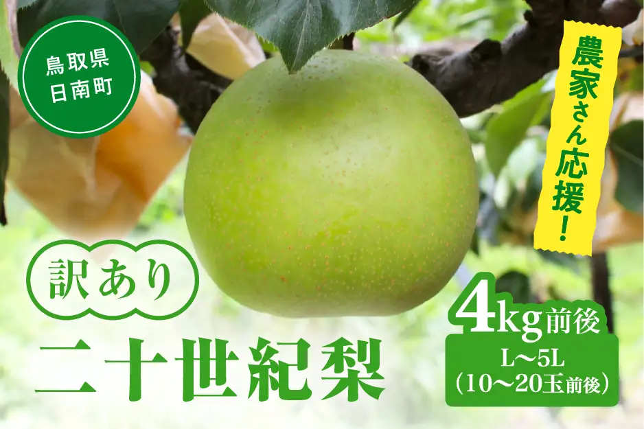 【令和9年産先行予約】農家さん応援 訳あり 二十世紀梨 L～5L 4kg前後(10～20玉前後) 梨 なし フルーツ 鳥取 高間商店