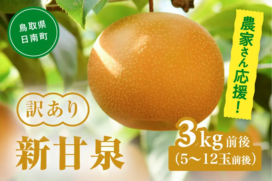 【令和9年産先行予約】農家さん応援！ 訳あり 新甘泉（しんかんせん） 3kg前後(5～12玉前後) 梨 なし フルーツ 鳥取 高間商店