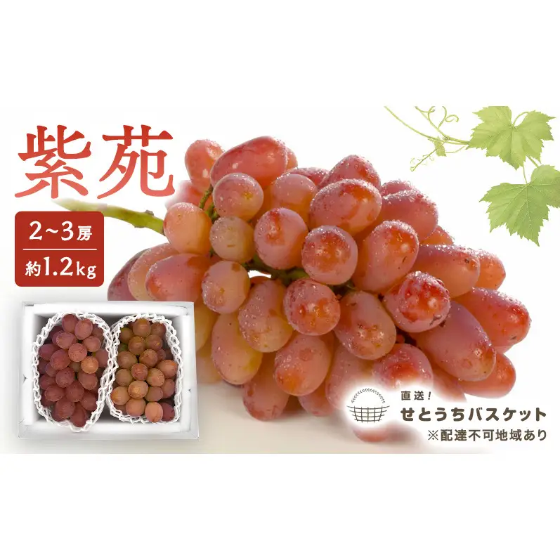 ぶどう 2027年 先行予約 紫苑 2～3房 約1.2kg ブドウ 葡萄 岡山県産 国産 フルーツ 果物 直送！せとうちバスケット