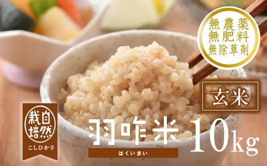 令和8年産 羽咋米 玄米 10㎏ 羽咋米