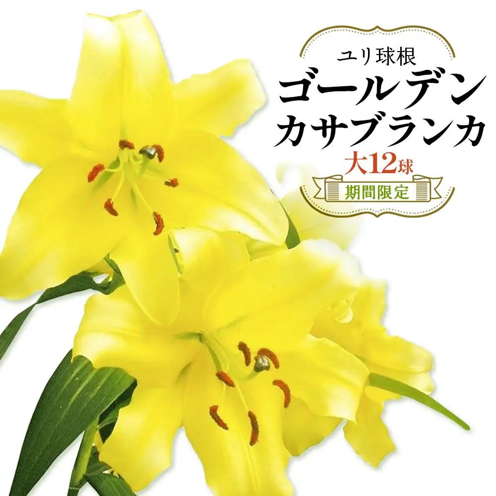 【期間限定】ユリ球根 大球ゴールデンカサブランカ 12球 黄花品種 花 フラワー 園芸 ガーデニング 植物 高品質 送料無料