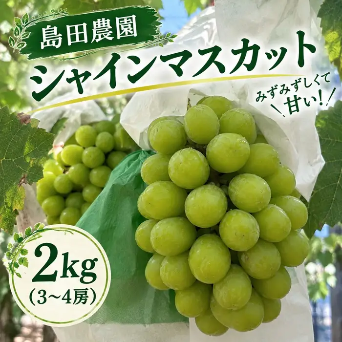 島田農園　シャインマスカット約2kg（3～4房入り）【令和9年8月下旬頃発送！予約受付中】【B-78】