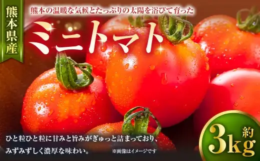 ミニトマト 約3kg トマト 野菜 果汁 サラダ お弁当 濃厚 フレッシュ みずみずしい 熊本県産 国産