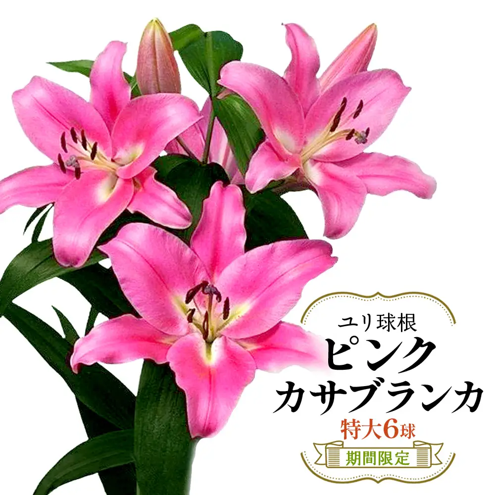 【期間限定】ユリ球根 特大球ピンクカサブランカ 6球 桃花品種 花 フラワー 園芸 ガーデニング 植物 高品質 送料無料