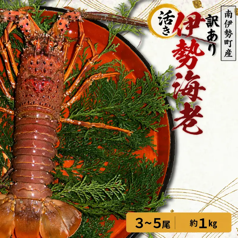 訳あり 活き 伊勢海老 3～5尾 計 約1kg (冷蔵)