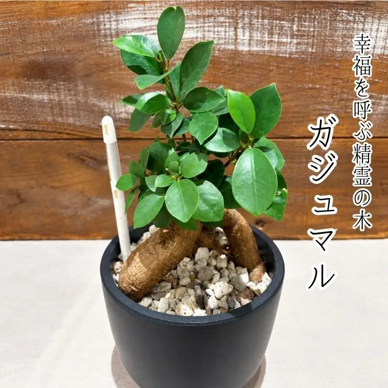 幸福を呼ぶ精霊の木「ガジュマル」