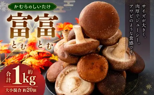 かむらのシイタケ富富 約1kg 【2026年10月上旬～2027年1月下旬迄発送】 椎茸 しいたけ シイタケ きのこ キノコ 冷蔵